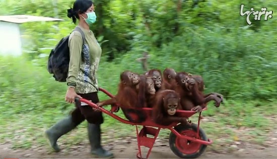 بچه اورانگوتان ها به مدرسه می روند