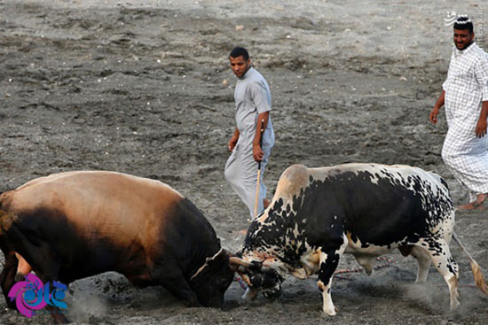 عکس/ جنگ گاوها در امارات