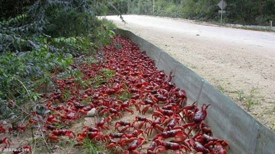 (تصاویر) مهاجرت میلیون‌ها خرچنگ قرمز