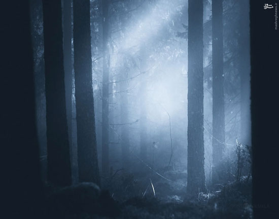 عکس/ سکوت، شب، جنگل