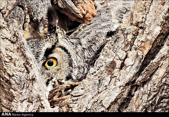عکس‌های برتر مسابقه عکاسی Audubon در بخش پرندگان