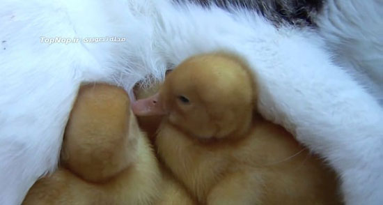 احساس مادری یک گربه برای جوجه اردک ها !