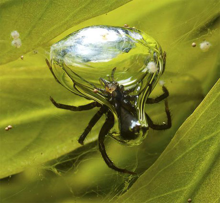 گونه های عجیب عنکبوت, کشف عنکبوت های جدید