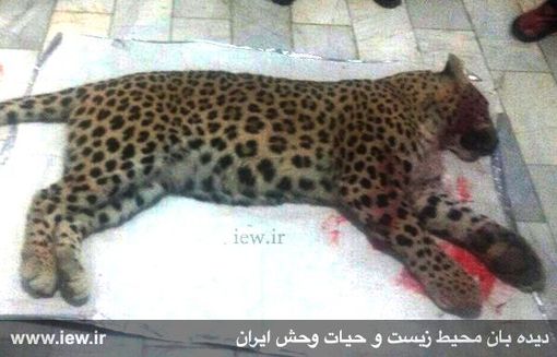 مرگ چهارمین پلنگ ایرانی در سال 94 +عکس