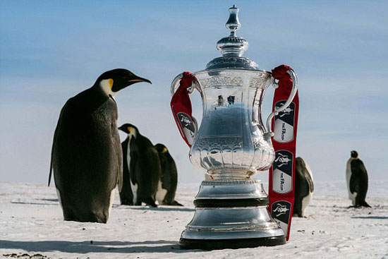 عکس: جام حذفی انگلیس در کنار پنگوئن ها!