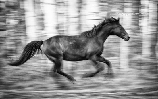 عکاسی های بسیار زیبا از اسب های وحشی