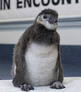 اخبار ,اخبار علمی ,تولد پنگوئن با اسپرم مصنوعی