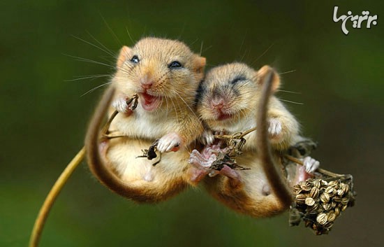 زیبایی موش‌های چشم‌دکمه‌ای