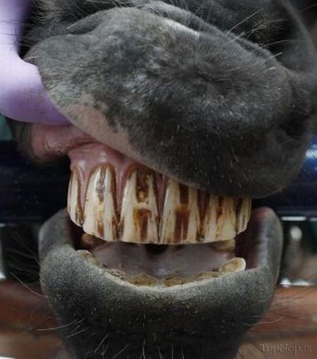 دندانپزشکی و جرم گیری دندان های اسب ها +عکس