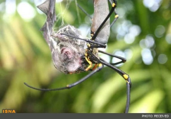 عکس: وقتی خفاش خوراک عنکبوت می شود