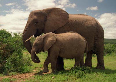 بزرگ ترین پستاندار,فیل,فـیل بزرگ تـرین پستاندار خشکی,گونه های مختلف فیل