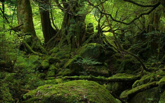 یاکوشیما جزیره ای جنگلی و شگفت انگیز +عکس