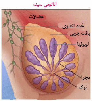 علائم سرطان سینه,سرطان سینه,آناتومی پستان