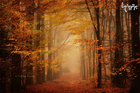 زیبایی سحرآمیز جنگل های هلند
