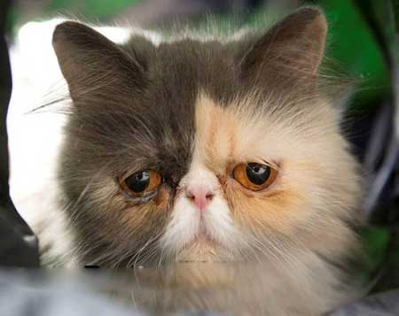 اخبار,اخبار گوناگون, غمگین ترین گربه جهان با نژاد ایرانی