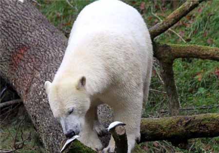 اخبار,اخبار گوناگون,نگاهی به زندگی خرس‌ها در باغ وحش