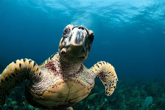 10 عکس زیبا از جانوران در خطر انقراض