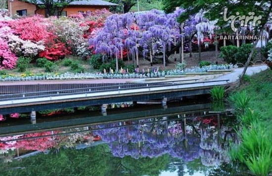 گل های بی نظیر آبشاری در ژاپن +عکس