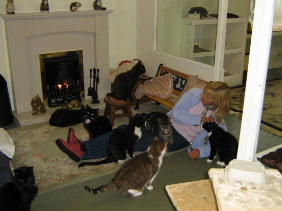 تاسیس خانه سالمندان مخصوص گربه‌ها