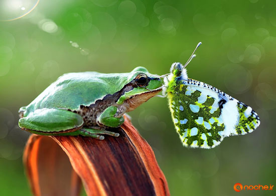 تصاویر زیبا از بازی پروانه ها با حیوانات دیگر