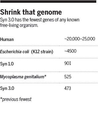 دانشمندان موجود زنده‌ای ساختند که فقط ۴۷۳ ژن دارد