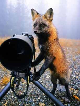 روباه,دوربین عکاسی,اخبار