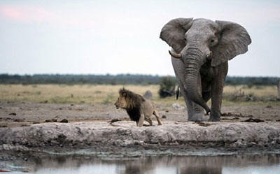 اخبار,اخبار علمی,فرار شیر نر از ترس فیل