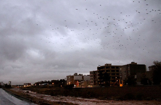 عکس: رودخانه شیراز جاری شد