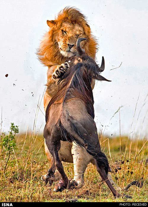تصاویری از شکار گوزن توسط شیر