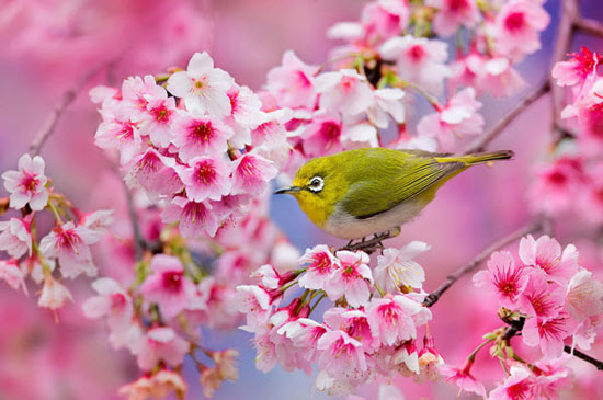 شکوفه‌های گیلاس ژاپنی +عکس