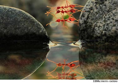 عکس مورچه,پل سازی مورچه ها