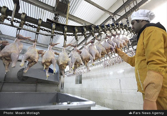 کشتارگاه صنعتی مرغ در گلستان