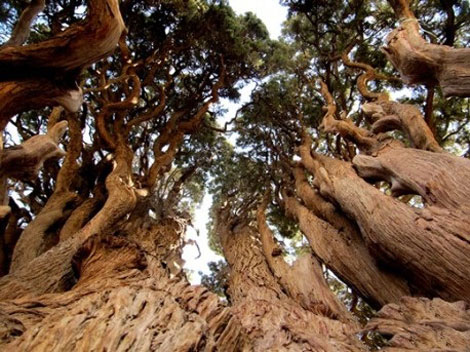 کهن ترین درخت جهان در یزد