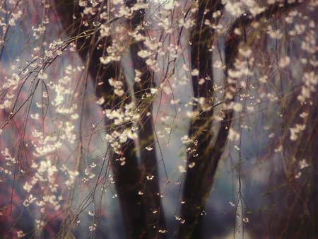  شکوفه های گیلاس (ژاپن)