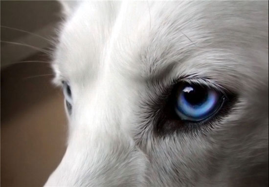 چشمان زیبا حیوانات