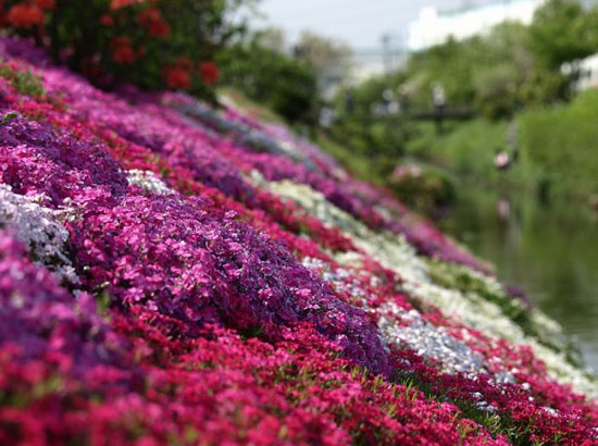 تصاویر: فرشی رویایی از گل های صورتی!