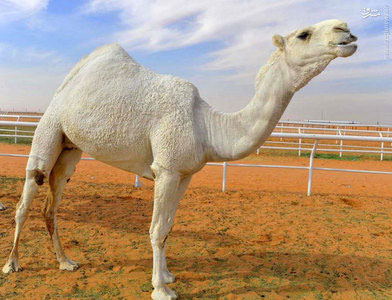 جایزه‌بزرگ ملک عبدالعزیز برای زیباترین شتر