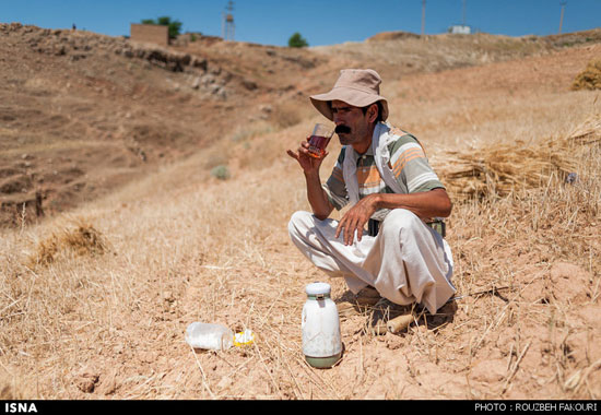 برداشت گندم به روش سنتی - خوزستان
