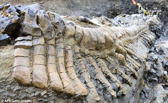 کشف فسیل دایناسور 72 میلیون ساله +عکس