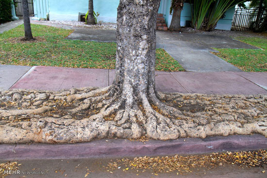 ریشه درختان در مناطق شهری