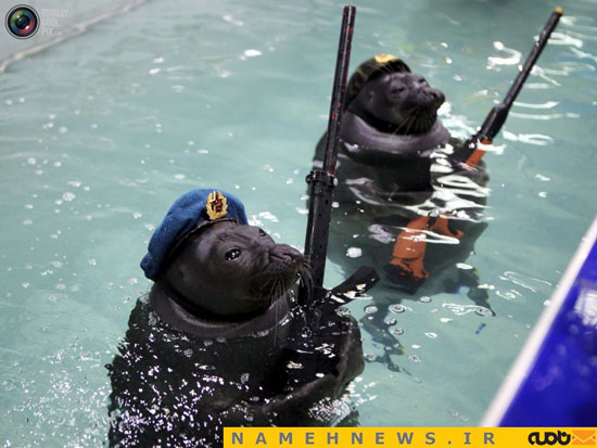 ارتش شیرهای دریایی در روسیه!+تصاویر