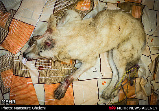 نجات ماده گرگ از مرگ +عکس