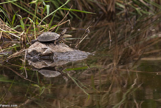 (تصاویر) لاک‌پشت از گلوی تمساح پایین نرفت