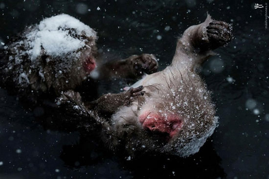 عکس/ آرامش میمون‌های برفی در حوضچه آب‌گرم