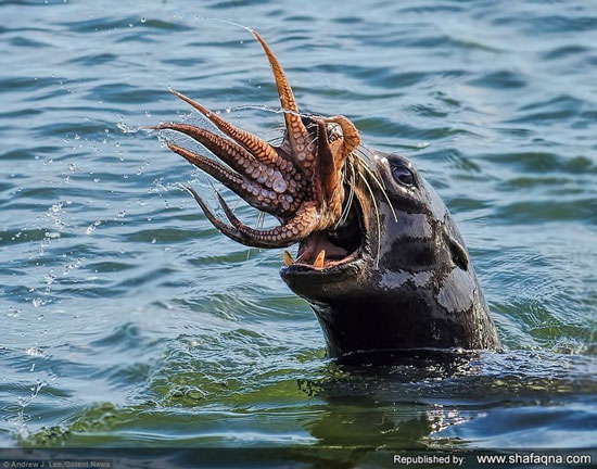 نزاع مرگبار اختاپوس و خوک دریایی: کدامیک برنده است؟ + تصاویر