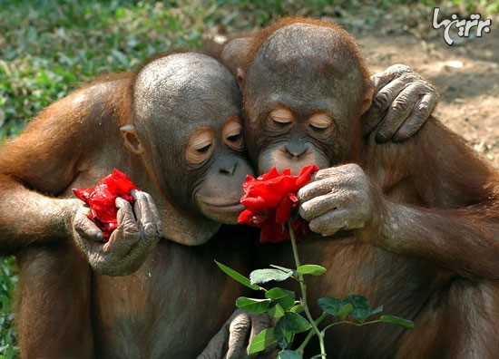 تصاویر زیبا و دوست داشتنی از بوییدن گلها توسط حیوانات!