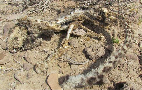 اخبار,اخبار اجتماعی,کشف لاشه پلنگ در منطقه حفاظت شده