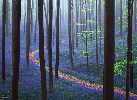 زیباترین جنگل دنیا +عکس