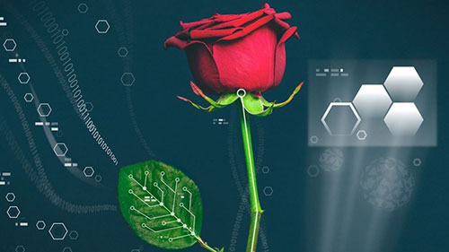 عکس: اولین گل رز طبیعی-دیجیتالی جهان