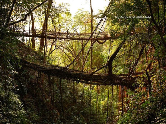 پلی از ریشه درختان زنده در هند +عکس